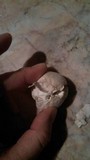 Lycoperdon dermoxanthum image