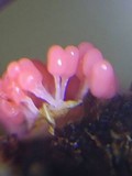 Arcyria ferruginea image