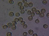 Arcyria ferruginea image