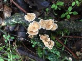 Stereum ochraceoflavum image