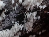 Mucronella bresadolae image