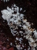 Mucronella bresadolae image