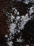 Mucronella bresadolae image