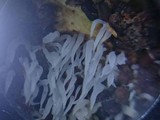 Mucronella bresadolae image