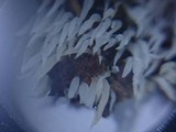Mucronella bresadolae image