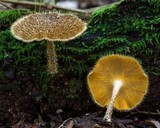 Lentinus berteroi image