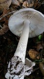 Amanita constricta image