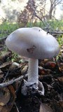 Amanita constricta image