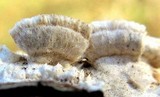 Irpex lacteus image