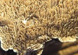 Irpex lacteus image