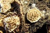 Irpex lacteus image