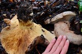 Lactarius argillaceifolius image