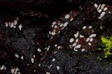 Propolis farinosa image