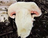 Agaricus bitorquis image