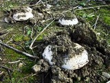 Agaricus bitorquis image