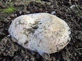 Agaricus bitorquis image
