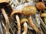 Panaeolus cinctulus image