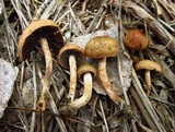 Panaeolus cinctulus image
