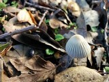 Coprinellus impatiens image