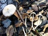 Coprinellus impatiens image