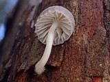 Mycena subcana image