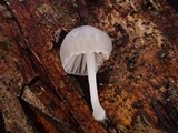 Mycena subcana image