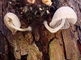 Mycena subcana image
