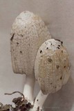 Coprinellus flocculosus image