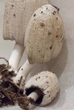 Coprinellus flocculosus image