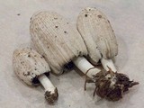 Coprinellus flocculosus image