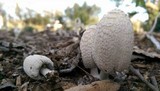 Coprinellus flocculosus image