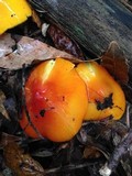 Hygrocybe acutoconica image
