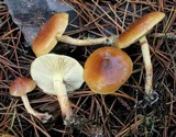 Pholiota velaglutinosa image