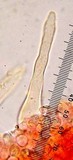 Pholiota velaglutinosa image