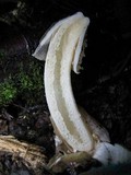 Phallus ravenelii image