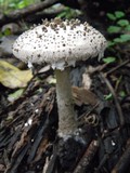 Amanita onusta image