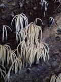 Deflexula subsimplex image