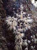 Deflexula subsimplex image