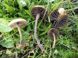Psilocybe coprophila image