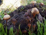 Psilocybe coprophila image