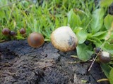 Psilocybe coprophila image