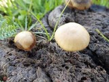 Psilocybe coprophila image