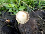 Psilocybe coprophila image