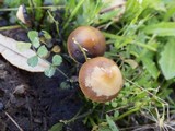 Psilocybe coprophila image