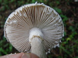 Amanita onusta image