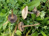 Psilocybe coprophila image