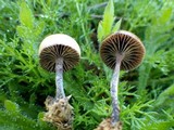 Psilocybe coprophila image