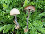 Psilocybe coprophila image