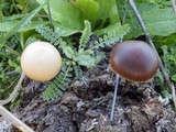 Psilocybe coprophila image