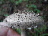 Amanita onusta image